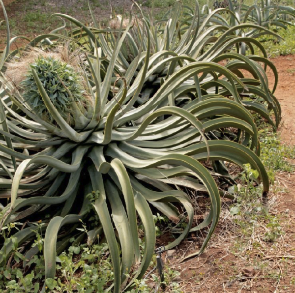 Octopus Agave